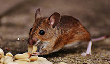 24 Hour & Emergency Exterminators in Congaree, SC